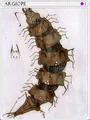 Argiope Card