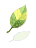 C Smokie Leaf